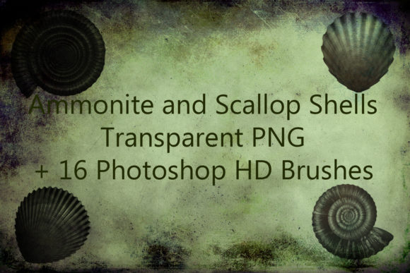 Evaluating Shells PNG 16 Photoshop HD Brushes for Nautical Design